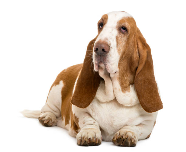 istock Basset Hound lying, isolated on white 824181612