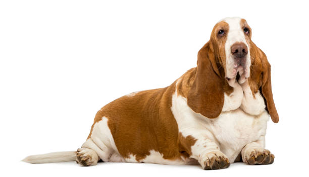 istock Basset Hound lying, isolated on white 824181638