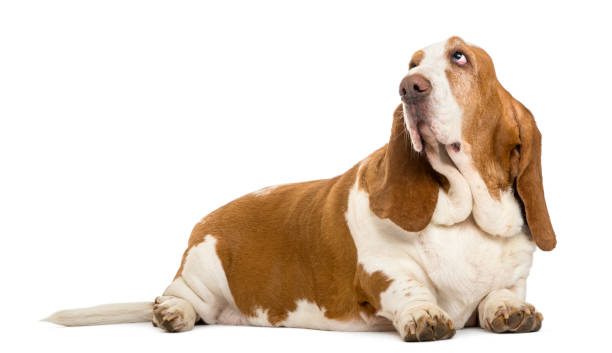 istock Basset Hound lying and looking up, isolated on white 824181664