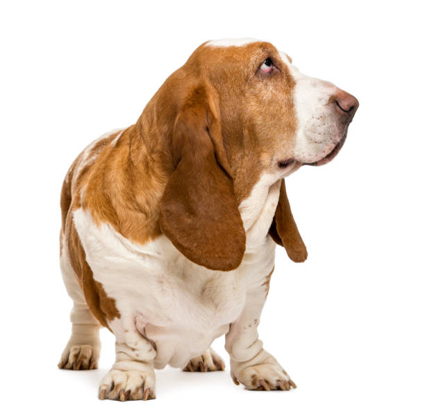 istock Basset Hound standing and looking right, isolated on white 824181674