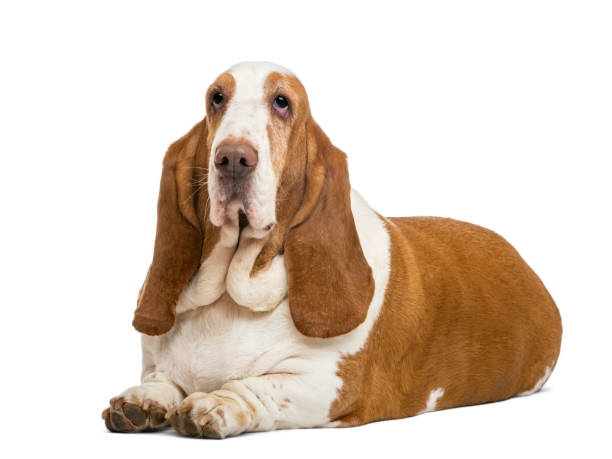 istock Basset Hound lying, isolated on white 824181752