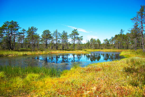 istock Viru Raba swamp lake in Estonia. 824181814