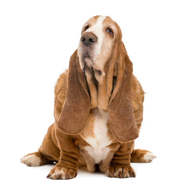 istock Old Basset Hound sitting and looking up, isolated on white 824181900