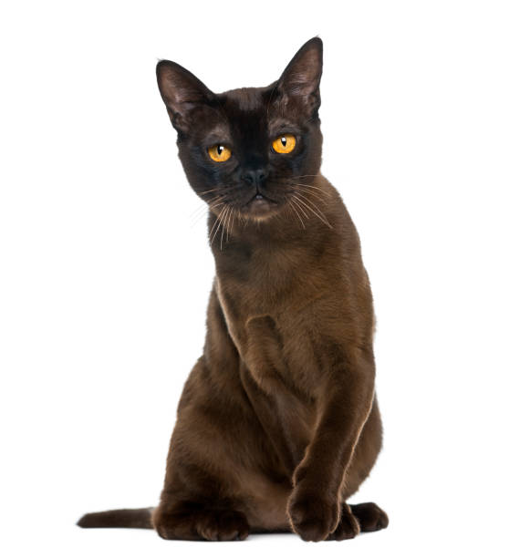 istock Bombay cat sitting and looking at the camera, isolated on white 824182086