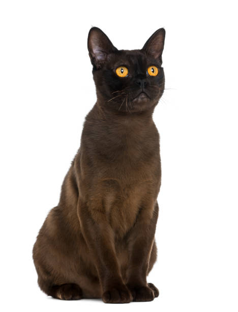 istock Bombay cat sitting and looking up, isolated on white 824182150