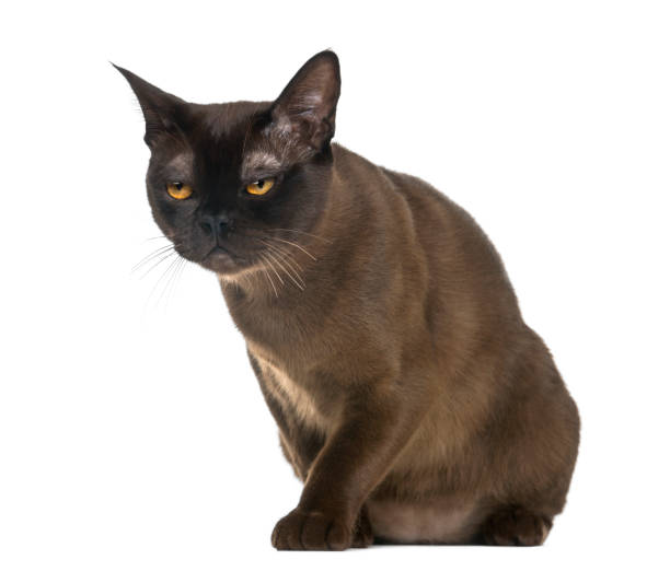 istock Exhausted Bombay cat sitting, isolated on white 824182154