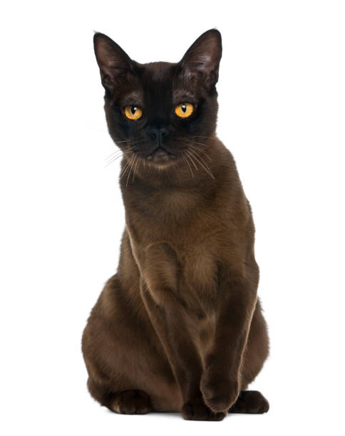 istock Bombay cat sitting and looking at the camera, isolated on white 824182176