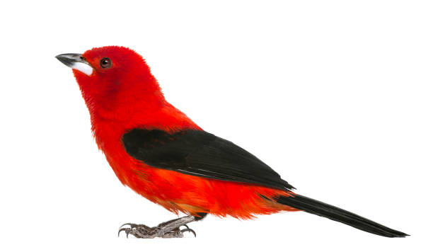istock Brazilian Tanager - Ramphocelus bresilius - isolated on white 824182460