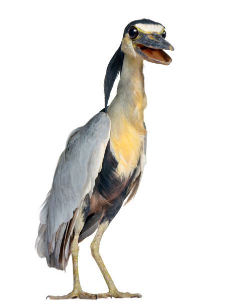 istock Boat-billed Heron; Boatbill - Cochlearius cochlearius - isolated on white 824182690