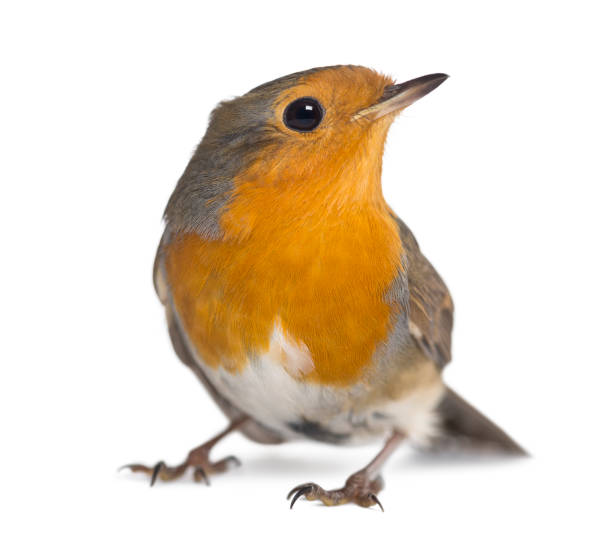 European Robin - Erithacus rubecula - isolated on white