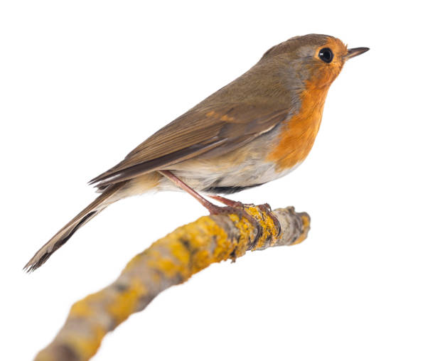 istock European Robin perched on a branch - Erithacus rubecula - isolated on white 824182736