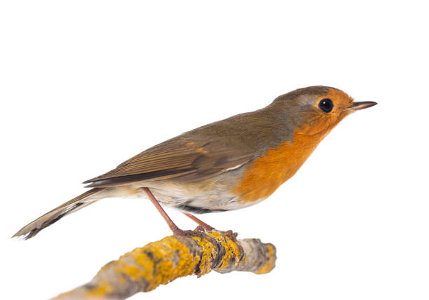 istock European Robin perched on a branch - Erithacus rubecula - isolated on white 824182756