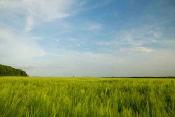 istock Green fields of grain at springtime with blue sky and forest 824185050