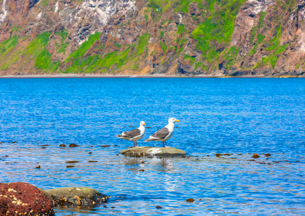 Two seagulls stand on a rock in an ocean bay with blue water