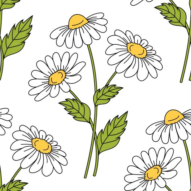 ilustraciones, imágenes clip art, dibujos animados e iconos de stock de patrón sin costuras con daisies - chamomile entertainment nature leaf