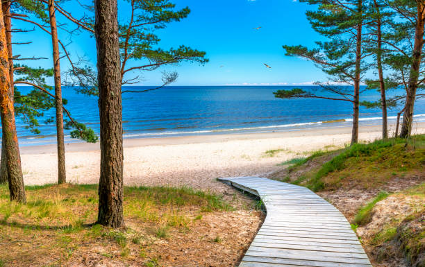 バルト海沿岸風景 - footpath wood horizon nature ストックフォトと画像