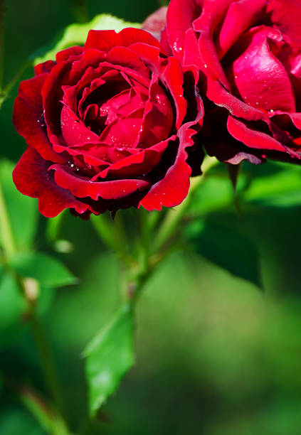 istock Growing red rose and smelling nice outdoor summer 824187264