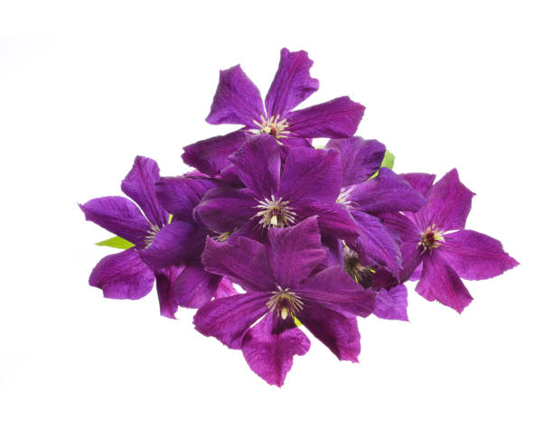Purple clematis Beautiful Purple clematis Isolated on White Background plant city photos stock pictures, royalty-free photos & images