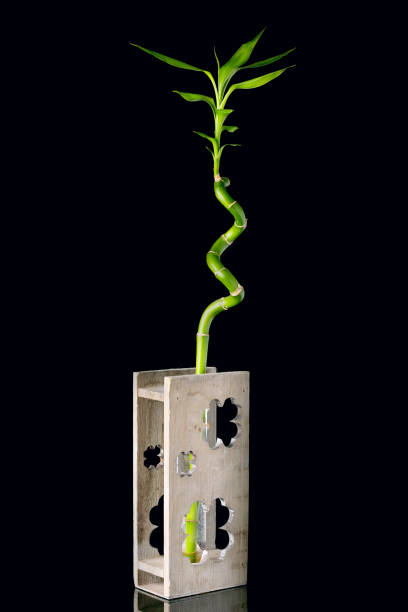 ökologie-konzept-bild mit bambus stab aus holz vase auf schwarzem hintergrund - bamboo stem feng shui isolated stock-fotos und bilder