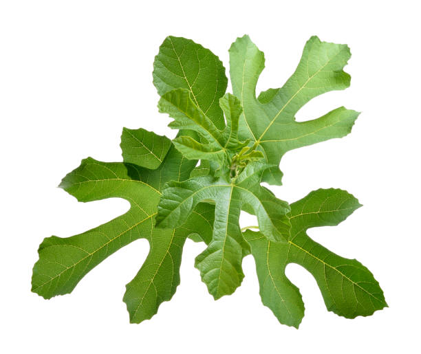 istock Branch of figs isolated 824193784