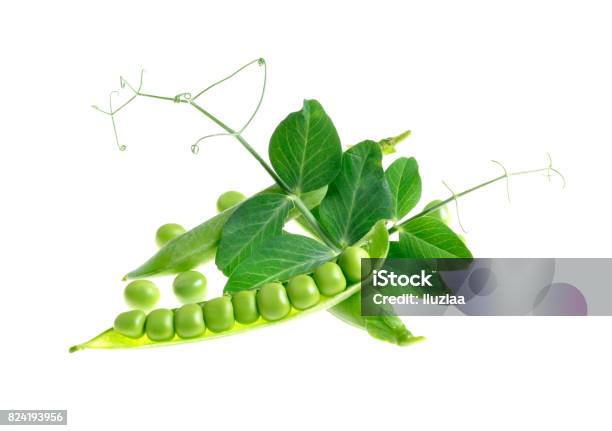 Peas Pods And Grains Of Isolated Stock Photo - Download Image Now - Bulgaria, Group F, Gulf Coast States