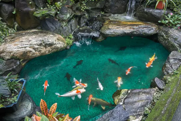 Photo of koi fish in the pond