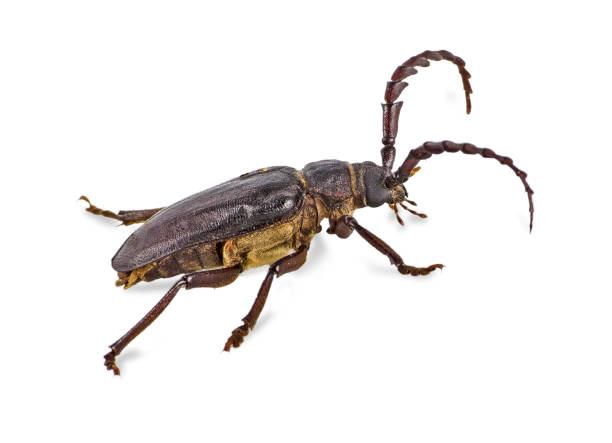 istock Longhorn beetle isolated on white background 824196608