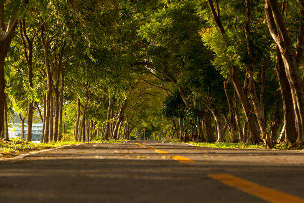 istock bicycle lane in the park 824197962