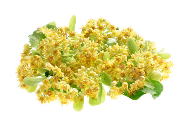 Branch of linden flowers isolated