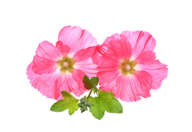 Beautiful decorating hollyhock flowers /Althaea officinalis/