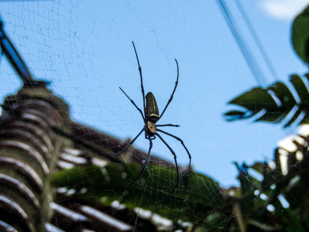 istock Big spider on web - giant wood spider or Nephila pilipes 824198662