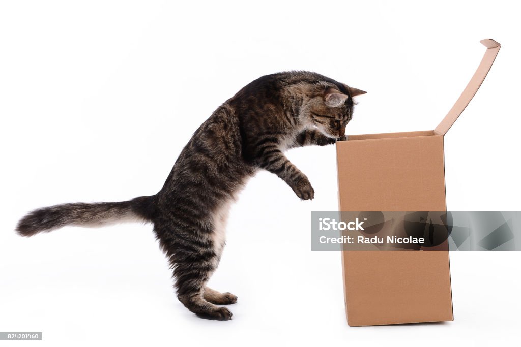 Curiouse cat looking into box Curiouse cat looking into box ideal for gifts Box - Container Stock Photo