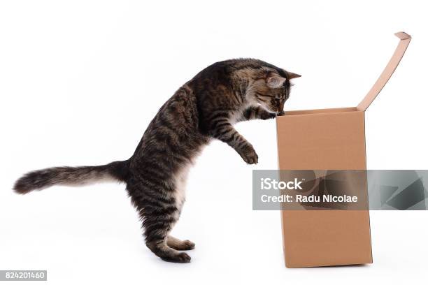 Curiouse Cat Looking Into Box Stock Photo - Download Image Now - Box - Container, Christmas, Gift