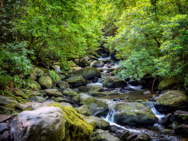 istock Torc waterfall near Killarney at Ring of Kerry 824204234
