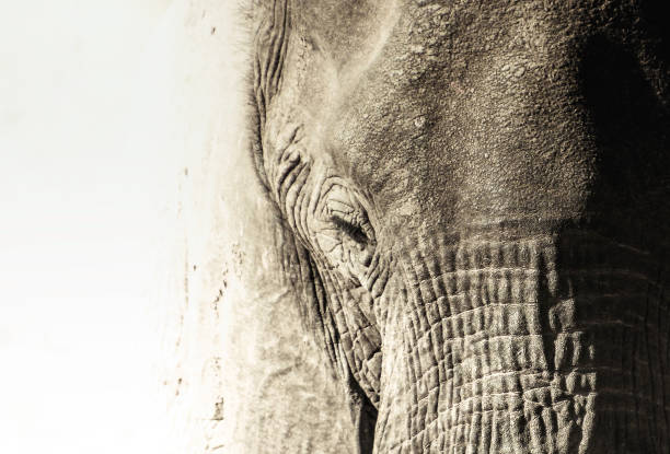 istock African Elephant portrait on white background 824211724