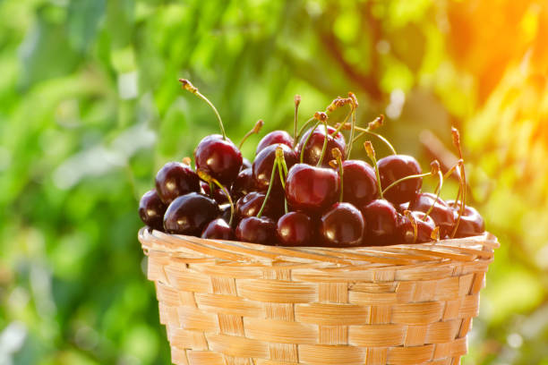 istock Basket with ripe cherries on a background of greenery, sunlight. Close up 824223946