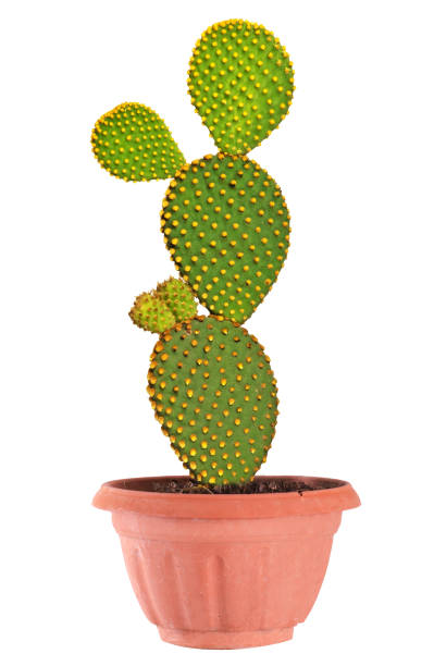 istock Opuntia cactus isolated on white background 824224110