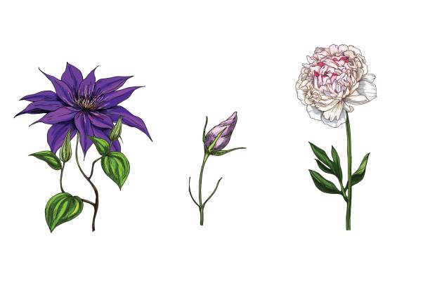 Set with peony, clematis and bud eustoma flowers, leaves and stems isolated on white background. Botanical vector illustration Set with peony, clematis and bud eustoma flowers, leaves and stems isolated on white background. Botanical vector drawing of a green lisianthus stock illustrations