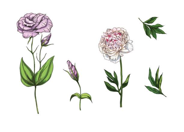 Set with peony and eustoma flowers, leaves and stems isolated on white background. Botanical vector illustration Set with peony and eustoma flowers, leaves and stems isolated on white background. Botanical vector drawing of a green lisianthus stock illustrations