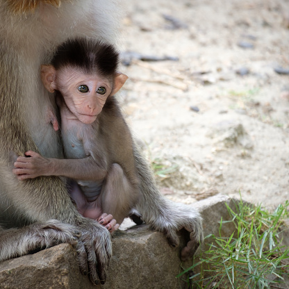 Baby monkey is sitting in the embrace  of mother on the cement floor.