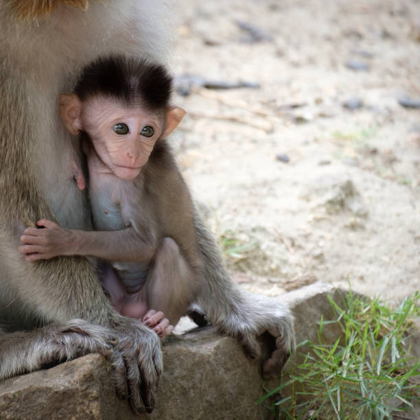 monkey Baby monkey is sitting in the embrace  of mother on the cement floor. macaque stock pictures, royalty-free photos & images