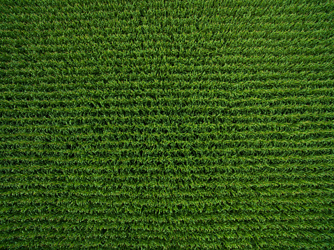 aerial view top view of green corn plants in a corn field in germany
