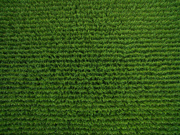 aerial view top view of green corn plants in a corn field in germany stock photo