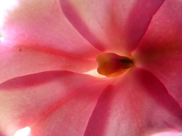 istock Red flower in Costa Rica 824231540