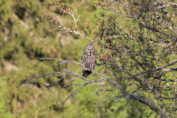 istock Great grey owl (Strix nebulosa) Sweden Bartkauz Schweden 824232720