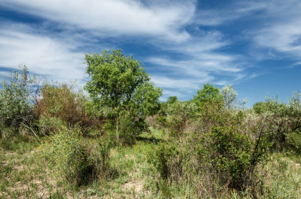istock steppe, prairie, veld, veldt 824235324