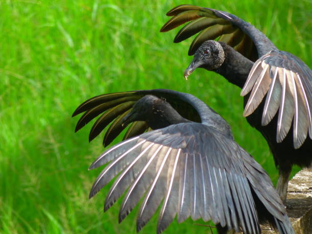 istock Vultures in Costa Rica 824235492