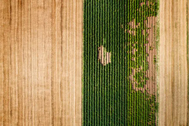 Harvested wheat fields and vegetable cultivation, aerial view