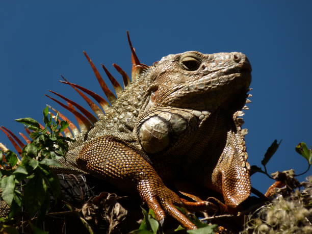 istock Iguana in Costa Rica 824236214