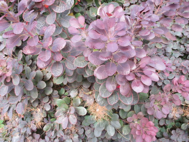 istock Wig tree foliage of purple color 824238554